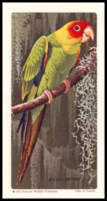 13 Carolina Parakeet